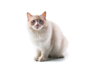 Adorable cat on isolated white background