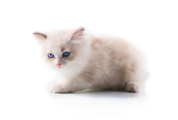Adorable cat on isolated white background