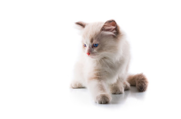 Adorable cat on isolated white background
