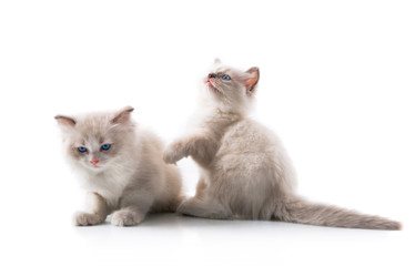 Adorable cats on isolated white background