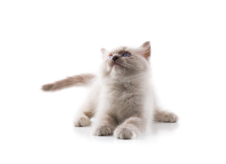 Adorable cat on isolated white background