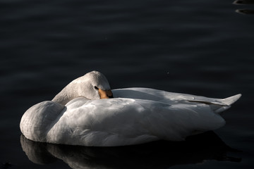 水面で休むコハクチョウ