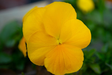 Fototapeta premium close up of a fresh bright yellow pansy viola melanium