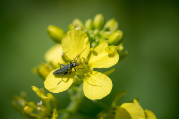 Isolated close up macro of a black beetle on a yellow flower- Israel