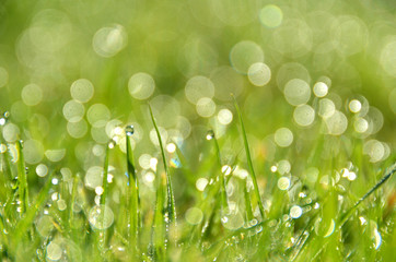Green Fresh Grass