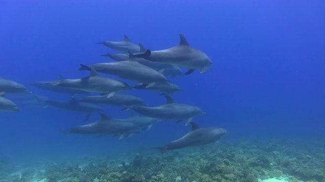 Delfingruppe mit mehr als 10 Tieren schwimmt vorbei im roten Meer