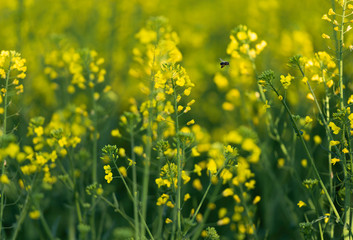 Bee flying by the yellow flowers