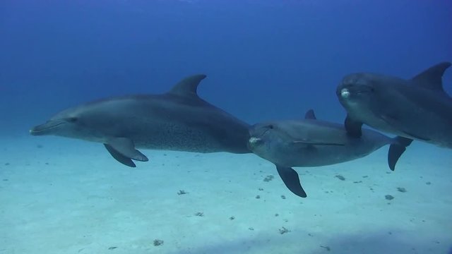 Delfin Gruppe schwimmt vorbei im Roten Meer Hurghada