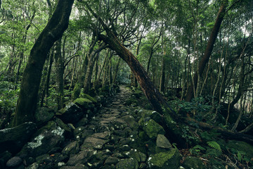 Urwald auf den Azoren.