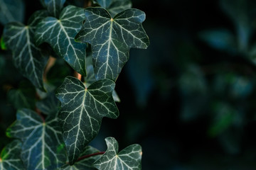 ivy leaves light and shade graphic natural background