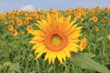 ひまわり(宮城県)