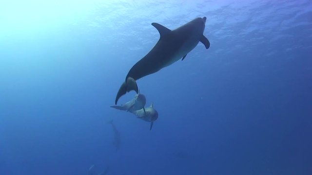 Delfine spielen und schwimmen im Blauen Ozean rotes Meer