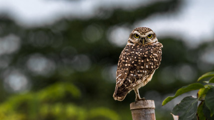 Owl, Santa Catarina, Brazil