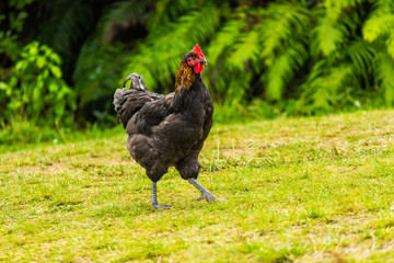 Wild rooster looking for food 