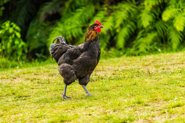 Rooster looking for food 