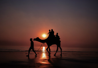 Camel at beach