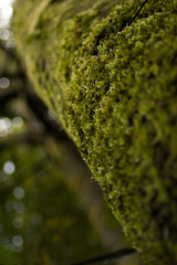 Moss, Rainforest, Australia