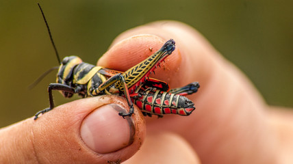 Grasshoper, Cerrado, Brazil