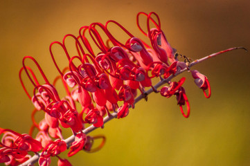 Flower, Northern Territory, Australia