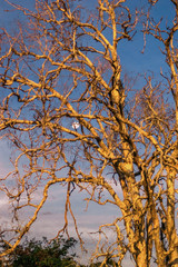 Northern Territory, Australia