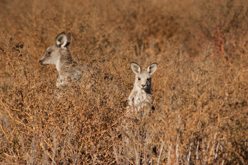 Wallabies, Great Dividing Range, News South Wales,  Australia