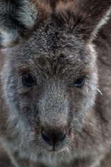 Frozen Wallaby, Great Dividing Range, News South Wales,  Australia