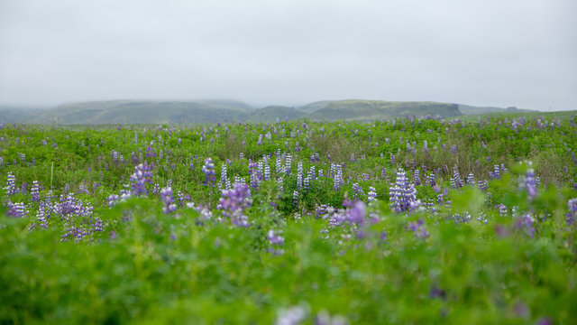 Flowers of Arctic Lupin (Lupinus arcticus) during the overcast summer day in Iceland