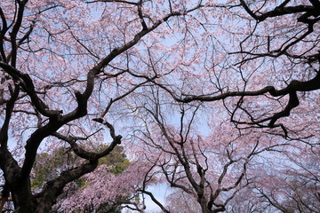 春・満開のしだれ桜と枝ぶり