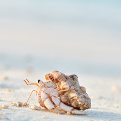 Hermit Crab on a beach