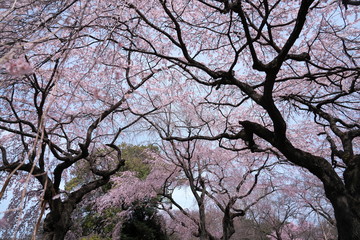 春・満開のしだれ桜と枝ぶり