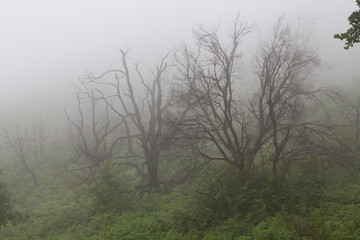 Fototapeta na wymiar Ein abgebrannter Wald mit neuer Pioniervegetation im Nebel