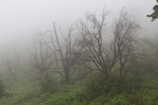 Ein abgebrannter Wald mit neuer Pioniervegetation im Nebel