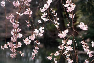 春・満開のしだれ桜と輝き