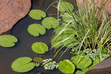 water lily in pond