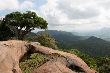 tree on the hill