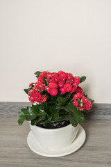 Red Kalanchoe in pot