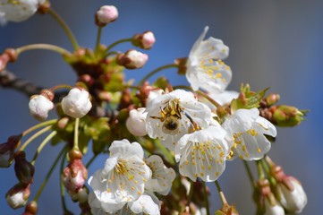 Biene an der Kirschblüte