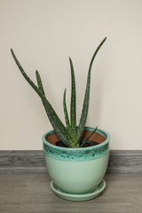 Aloe plant in pot