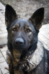 Red and black German Shepherd