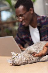 Cat demanding an attention from his owner