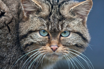 Freigestellter Wildkatzenkopf frontal