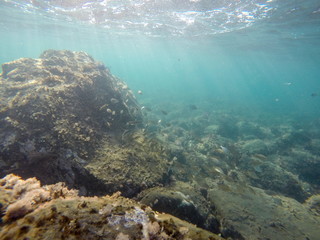 Naklejka na ściany i meble Underwater image in Cabo de Gata nature reserve in Almeria Andalusia Spain