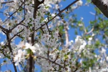 Spring