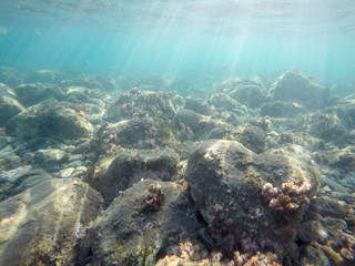 Underwater image in Cabo de Gata nature reserve in Almeria Andalusia Spain