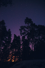 Starry night in the forest