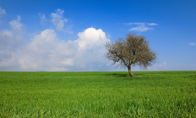 Fototapeta na wymiar Green field and lonely tree