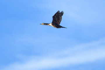 Young Cormorant flying in front of a blue sky