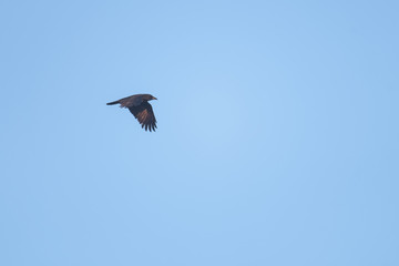 Crow flying in front of a blue sky