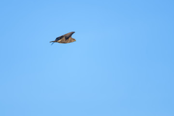 Obraz premium European buzzard flying in front of a blue sky