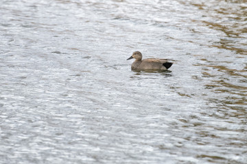 Gadwall duck on a lake